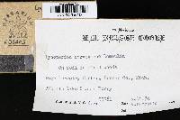 Media resource of Lycoperdon norvegicum