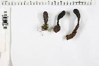 Xylaria longipes image