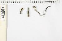 Media resource of Xylaria obovata