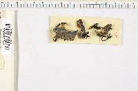 Media resource of Xylaria corniformis