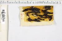 Xylaria castorea image