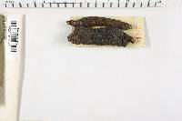 Xylaria polymorpha image