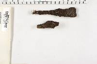 Xylaria polymorpha image