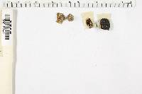 Media resource of Xylaria schweinitzii