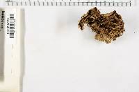 Bjerkandera adusta image