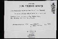 Scelobelonium melanosporum image