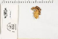 Ramaria botrytis image