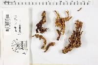 Clavulina coralloides image