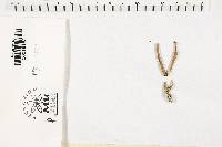 Clavulinopsis fusiformis image