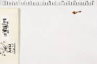 Coltricia cinnamomea image