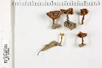 Coltricia cinnamomea image