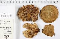 Coltricia cinnamomea image