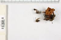 Coltricia cinnamomea image