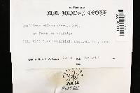Phellinus gilvus image