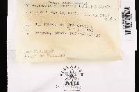 Phellinus igniarius image