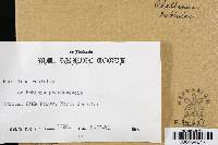 Phellinus robiniae image