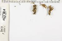 Ramaria stricta image