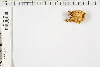 Antrodiella semisupina image