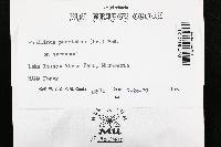 Fomitiporia punctata image