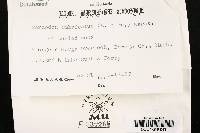 Sarcodon imbricatus image