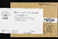 Leucoagaricus americanus image