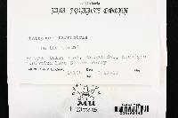 Thelephora terrestris image