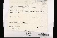 Earliella scabrosa image