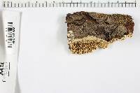 Antrodia heteromorpha image