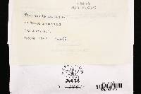 Antrodia heteromorpha image