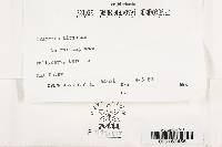 Trametes hirsuta image