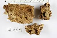 Antrodia malicola image