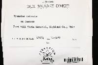 Antrodia malicola image