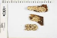 Antrodia serialis image