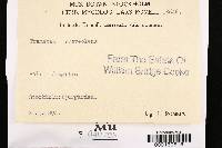 Trametes suaveolens image