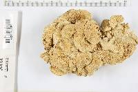 Trametes pubescens image