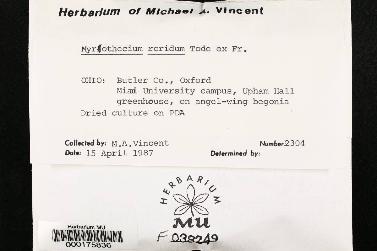 Myrothecium roridum image