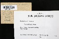 Trametes hirsuta image