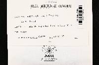 Calocera cornea image