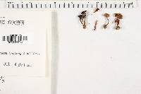 Cantharellus minor image