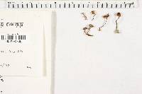 Cantharellus minor image