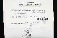 Chlorociboria aeruginascens image