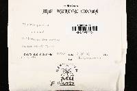 Tatraea macrospora image