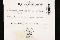 Clavulinopsis fusiformis image