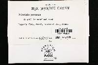 Coltricia perennis image