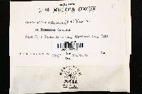 Antrodia malicola image