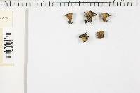 Cyathus stercoreus image