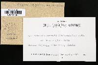 Cyphellopsis anomala image