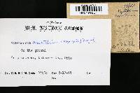 Cystoderma amianthinum image