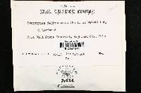 Dacrymyces stillatus image