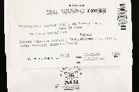 Thumbnail image of current specimen